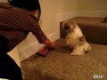 Perro Reza antes de Comer sus Alimentos