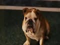garfield-bedave.html
