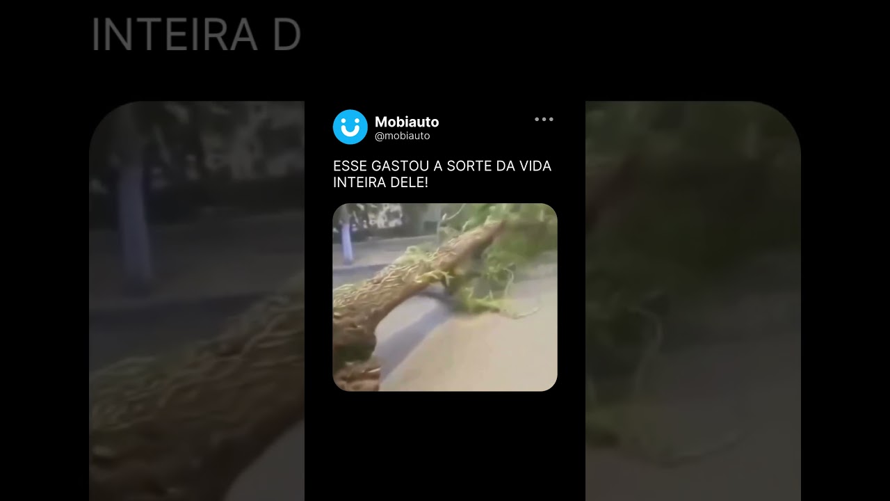QUASE QUE A ÁRVORE DESTRÓI O CARRO
