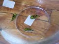 Spotted green puffers in a bowl