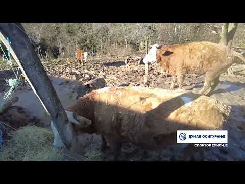 ПОРОДИЦА БОРИВОЈА ГОЈKОВИЋА У ДОЊОЈ ВРБАВИ, СЕЛУ НАДОМАK ГОРЊЕГ МИЛАНОВЦА, ИМА ФАРМУ ГОВЕДА