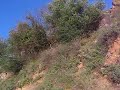 alalo videaki!