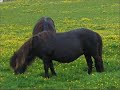 Shetland Shetland