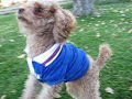 The Poodle MIGHT Be Insane