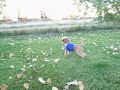 The Poodle MIGHT Be Insane