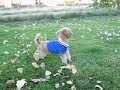 The Poodle MIGHT Be Insane