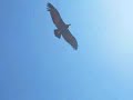 El Cañón del Colca - Arequipa - Perú (el condor pasa)