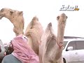 مزاين الكويت 2014 | مسيرة فرديات الشيخ/ عبدالله بن مطلق بن عويفي الدوسري -Views : 1