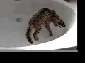 Chasing Ladybugs in the tub Chasing Ladybugs in the tub