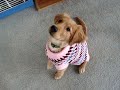 Golden Retriever Puppy