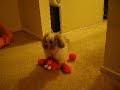 Our Family Pooch Is a Hootch.