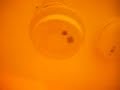 Hook Toast Test for smoke detectors