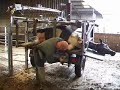 Cattle foot trimming