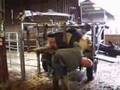 Cattle foot trimming