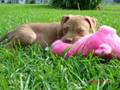 Our Hero Miakoda - Anti BSL)
