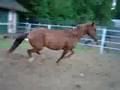 Bravo, Moe, Mollie, and Speck in motion