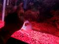 videos de Flowerhorn On Training