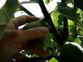 How to pick and eat figs fresh from my giant fig tree