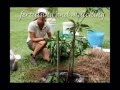 How to Plant Trees by Cath Manuel How to Plant Trees by Cath Manuel