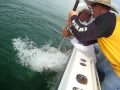 Dave's Goliath Grouper
