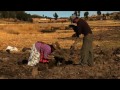 El Uysu - La Agricultura del pueblo Aymara del Titicaca (AribibiTV)