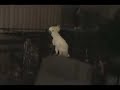 cockatoo dancing cacatua bailando ave impresionante cockatoo dancing cacatua bailando ave impresionante
