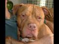 Save the Pitbulls #1