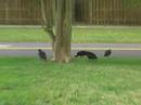 Roadkill Reggae