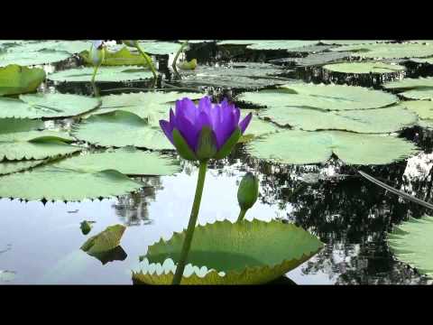 how to grow nymphaea from seeds