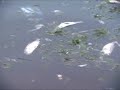 PROTECT: Bay Conditions Declining August 14, 2008