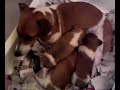 Jack Russell cucciolata 21 gg video1