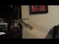 Kitten Jump Fail