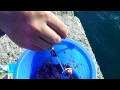 初心者必見！サビキ釣りのいろは　実釣編