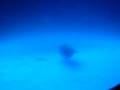 videos de Underwater World 3