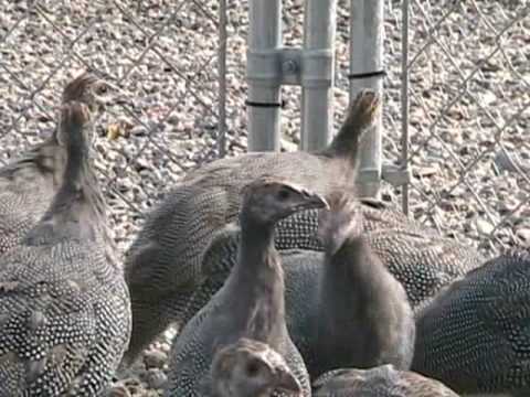 how to care for guinea keets