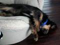 videos de Dexter Falls Asleep