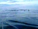 Dolphins in the Bay of Biscay