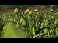 Artichoke Field Harvest, Castroville, CA Artichoke Field Harvest, Castroville, CA