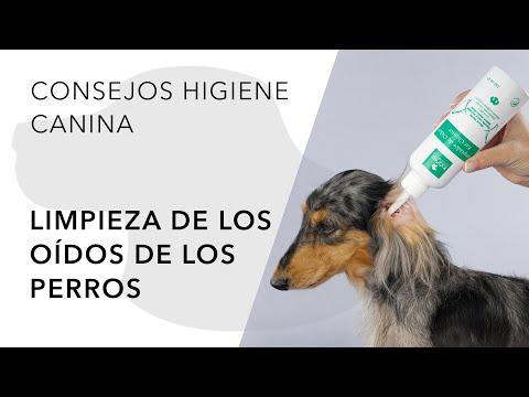 Limpieza de los oídos de los perros