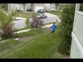 Sophie the Boston Terrier Plays With Kids