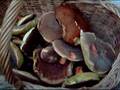 videos de Garten und Pilze
