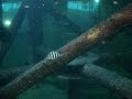 Tartaruga no oceanário Tartaruga no oceanário
