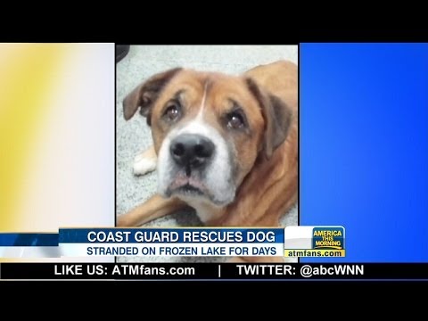 Dog Rescued From Frozen Michigan Lake