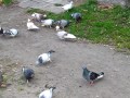 Pigeons, go??bie