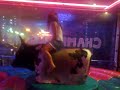 Nice pair riding the Bull