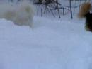alex and snow levitt playing in the snow