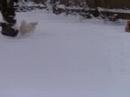 alex and snow levitt playing in the snow