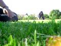 videos de voladoras (H)