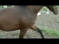videos de Pleasure Z loose jumping