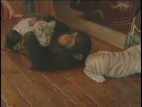 Chimp Adopts Tiger Cubs
